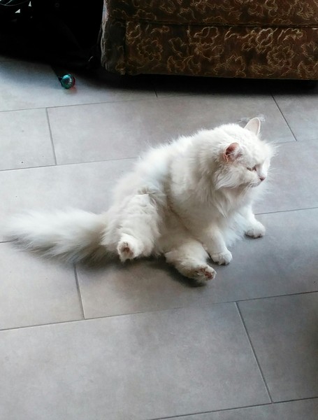 I want to get a cat. What do I need to know?