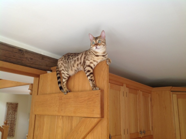 Bengal cat: AIBU?