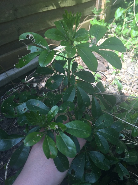Please help me recognise these plants!