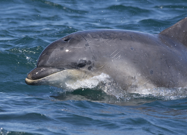 Had a lovely 30 minutes watching the birds in the front garden