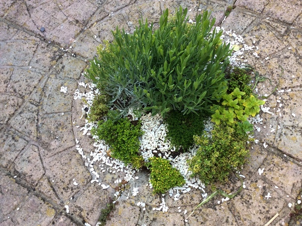 Has anyone tried to grow a creeping thyme lawn?