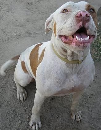 Would you be offended by someone not trusting your dog?