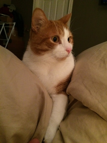 AIBU to make my ginger kitten look like a tiny lion? (pics)