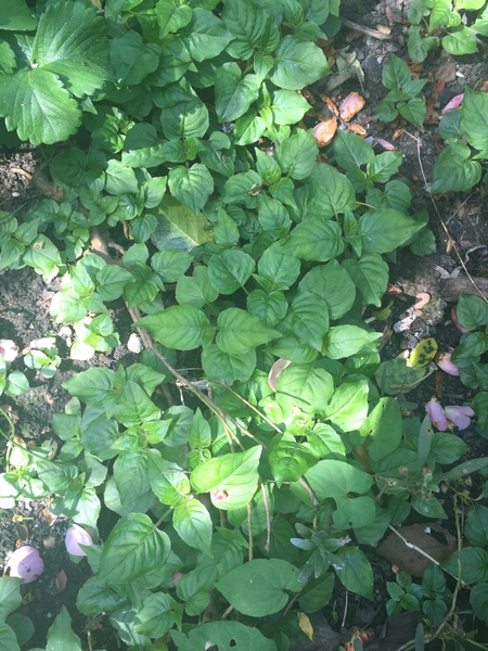 Please help me recognise these plants!