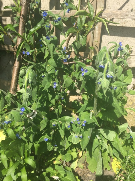Please help me recognise these plants!