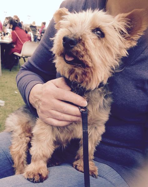 To demand people keep their dogs away from me on the seafront