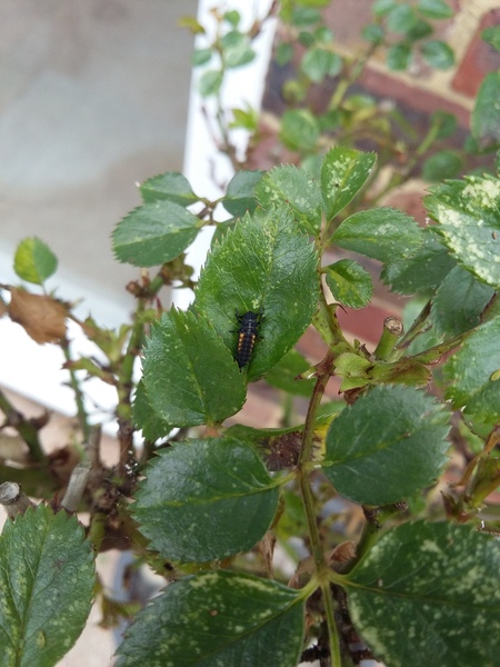 insect on my rose