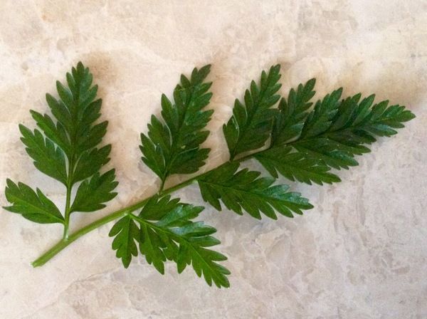 What is this? Help, please, for an very poor gardener.