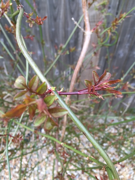 Can you help me identify this shrub?