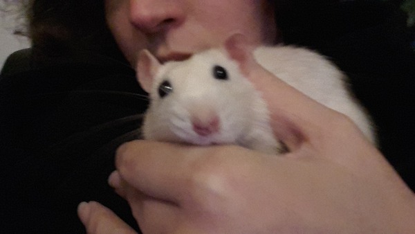 to be pissed off when people say ewwwww..........(Note from MNHQ: this is NOT a trigger warning, but just gently letting you know that this thread contains pics of pet rats)