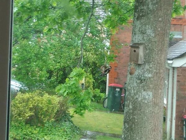 The Fantastic Frugalleers Meander into May.....