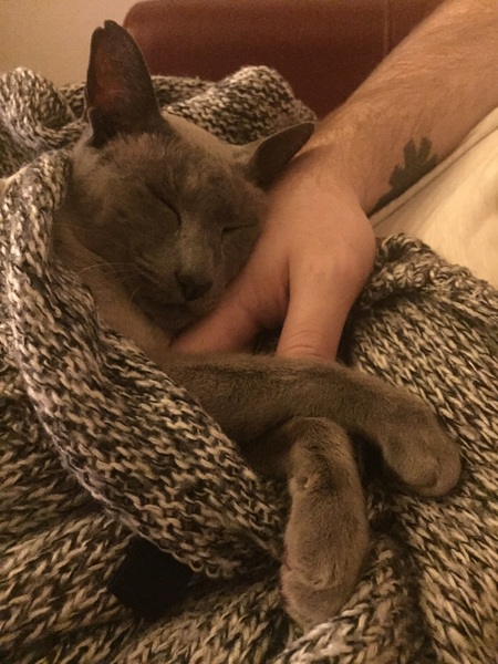 Unwell Siamese - any help appreciated