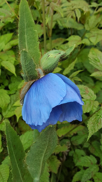 "in the midst of winter, I found there was within me, an invincible summer" Potting shed chat continues here