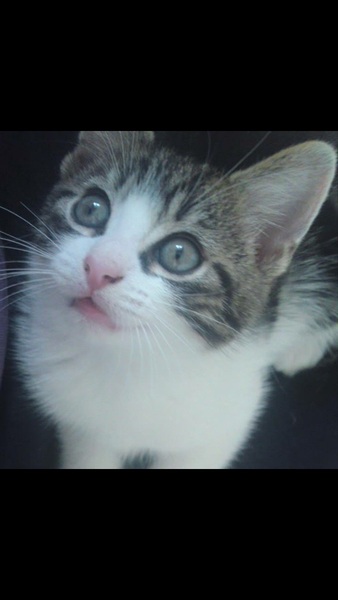 the paw - pictures