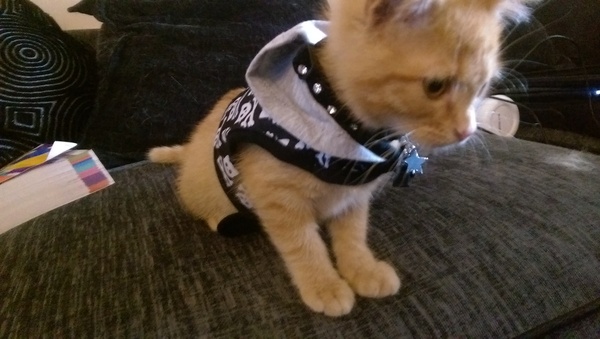 AIBU to make my ginger kitten look like a tiny lion? (pics)
