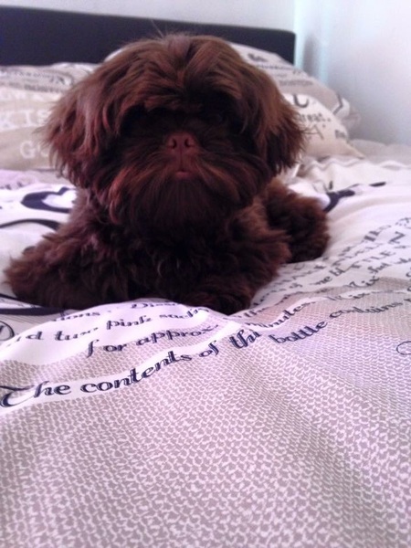 Cavalier King Charles vs Shih Tzu