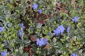 Shady characters - a permanent home for shade garden suggestions!