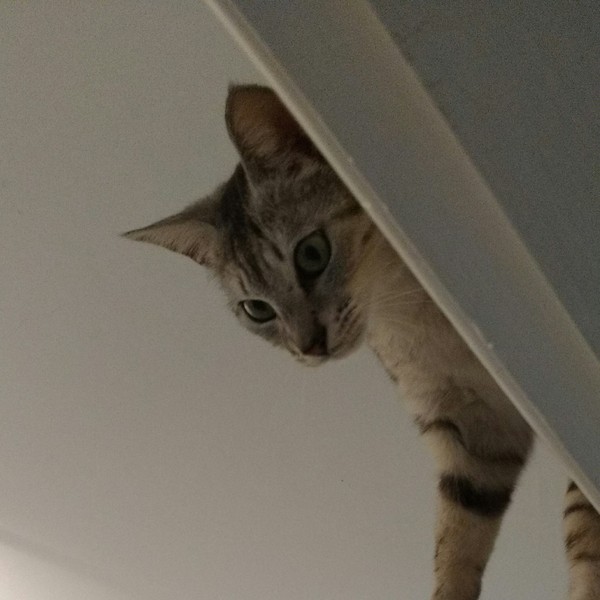 Yowling cat!