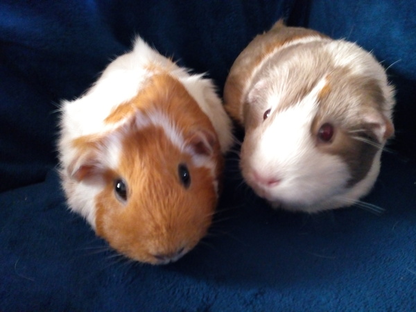 There are lots of new piggies on Small Pets- Welcome :)