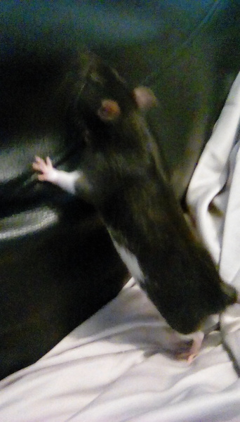 to be pissed off when people say ewwwww..........(Note from MNHQ: this is NOT a trigger warning, but just gently letting you know that this thread contains pics of pet rats)