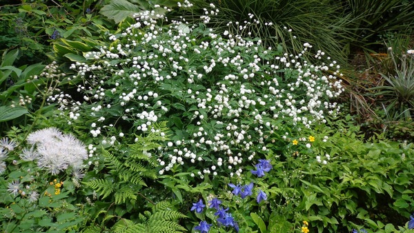 Shady characters - a permanent home for shade garden suggestions!