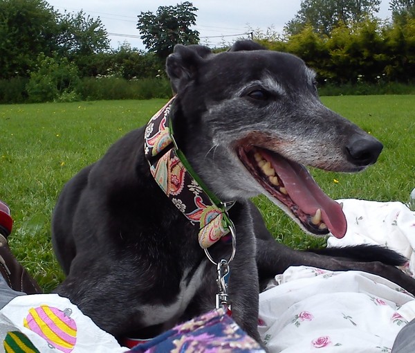 Tell me about your greyhounds!