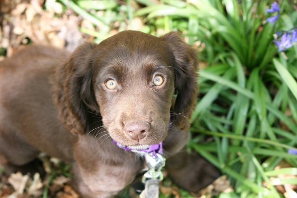Show us your dogs?