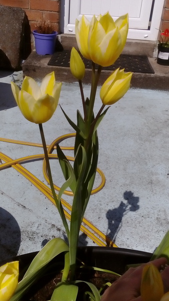 my tulips are mental - loads of doubles and 3 triples!