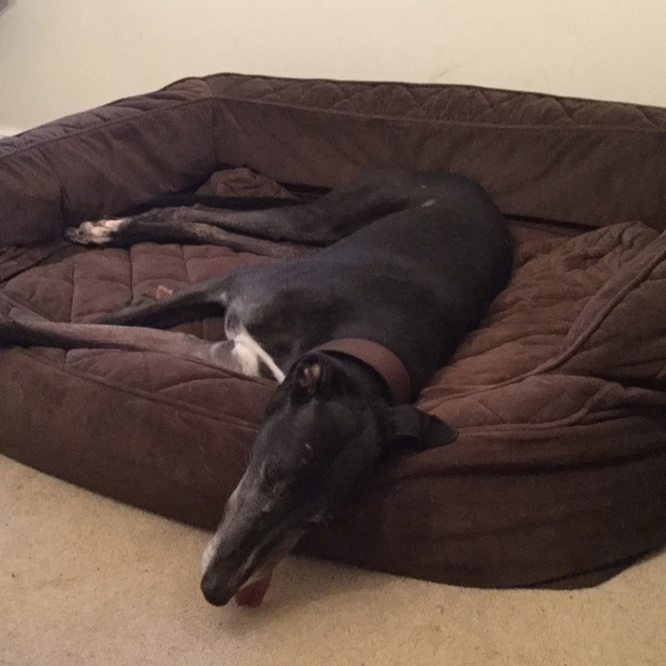 Tell me about your greyhounds!
