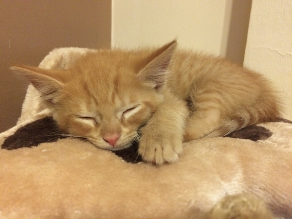 AIBU to make my ginger kitten look like a tiny lion? (pics)