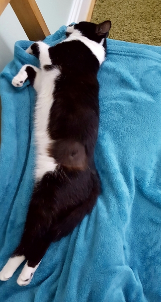 the paw - pictures