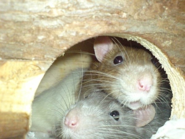 Thread #6 - TTC#1 Grads - Sun roasted pregnant ladies