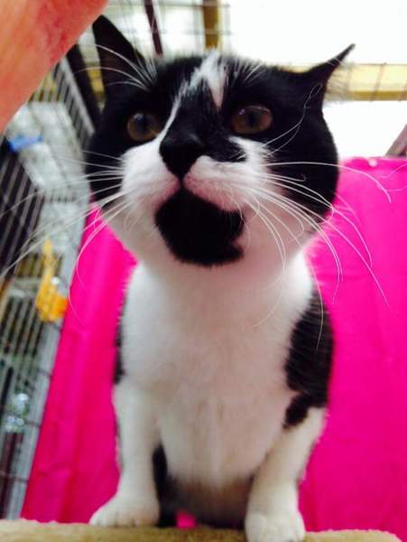 To not want to name our cat 'Stark'