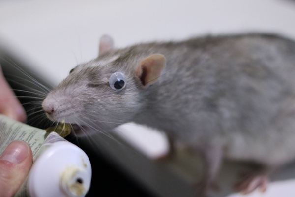 My one-eyed rattie and his new prosthetic eye....