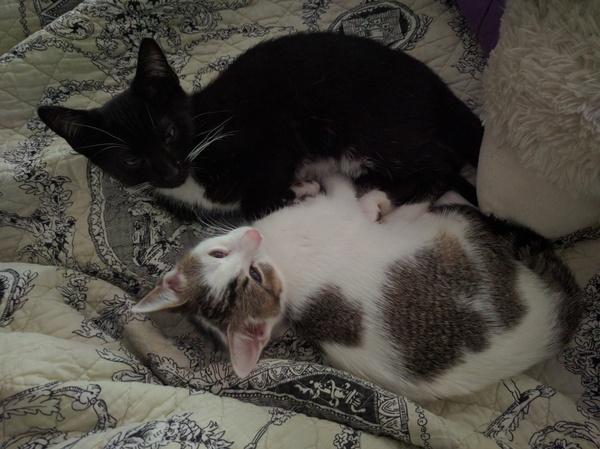 Kittens!