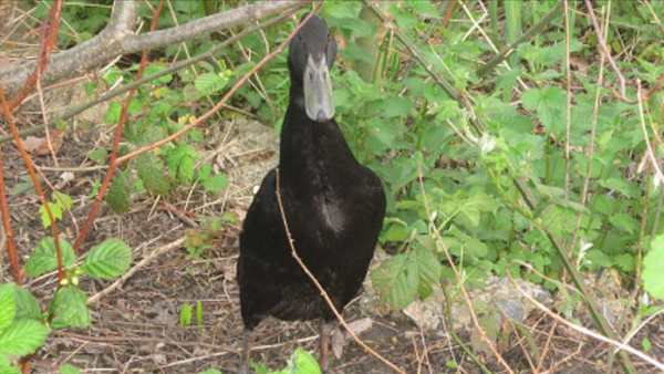 Had a lovely 30 minutes watching the birds in the front garden