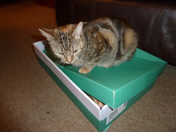 AIBU to make my ginger kitten look like a tiny lion? (pics)