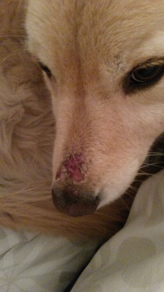 Alabama rot - talk me down