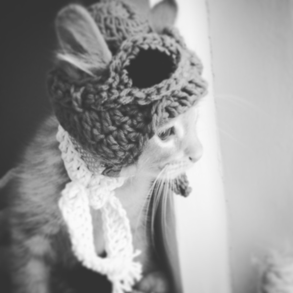 AIBU to make my ginger kitten look like a tiny lion? (pics)