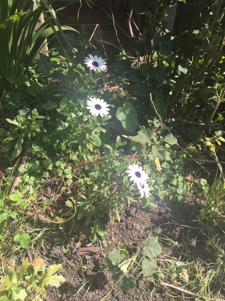 Please help me recognise these plants!