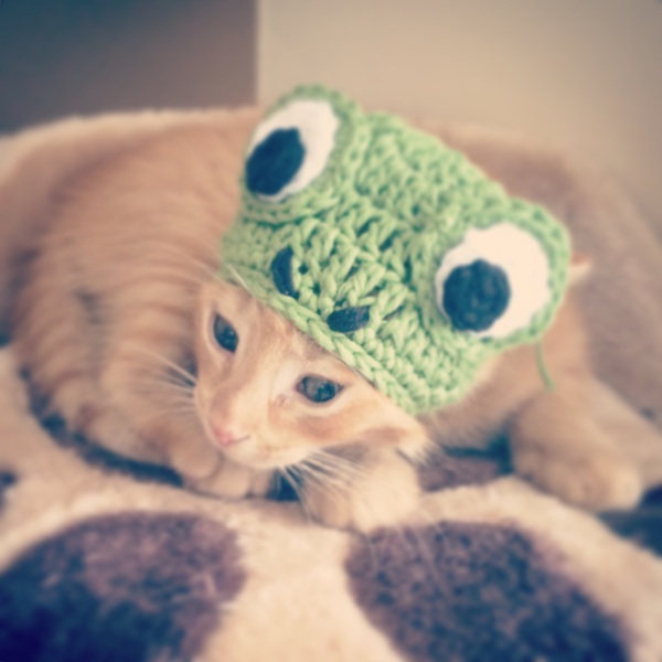 AIBU to make my ginger kitten look like a tiny lion? (pics)