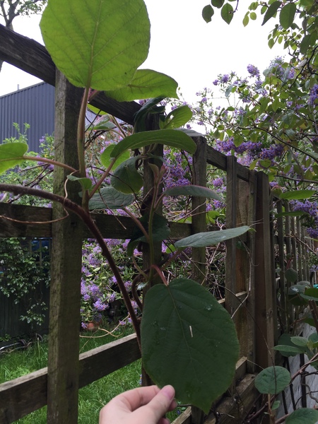 Please help me recognise these plants!