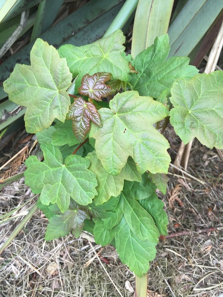Are these weeds?