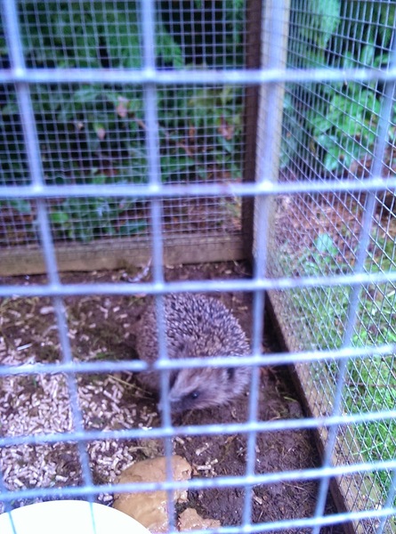 Had a lovely 30 minutes watching the birds in the front garden