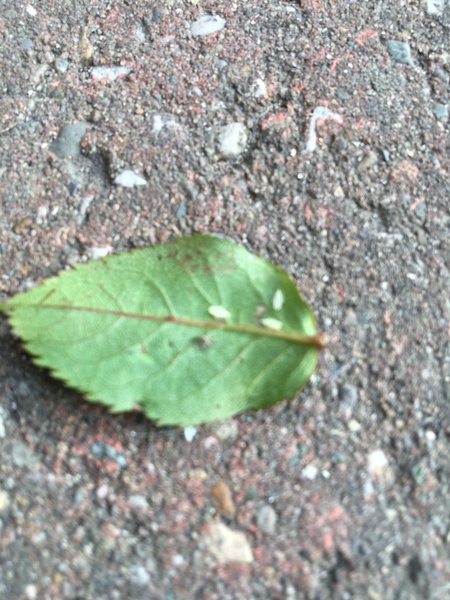 Found some white 'flitty' bugs ... (Photo)