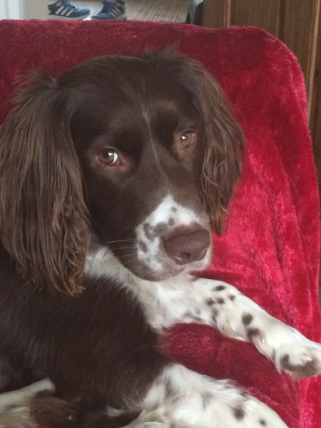 The kindest, most moral way to buy a puppy.