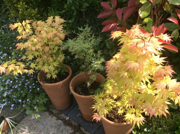 "in the midst of winter, I found there was within me, an invincible summer" Potting shed chat continues here