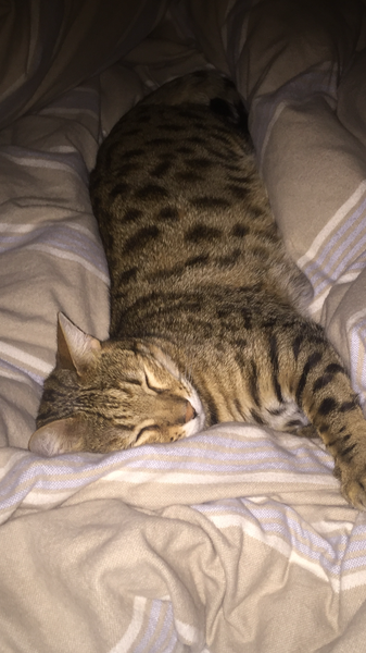 Bengal cat: AIBU?