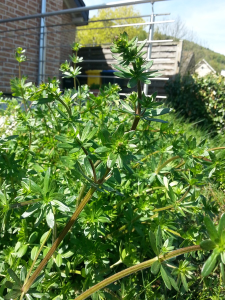 Is this a weed?