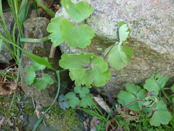 help with plant identification please!